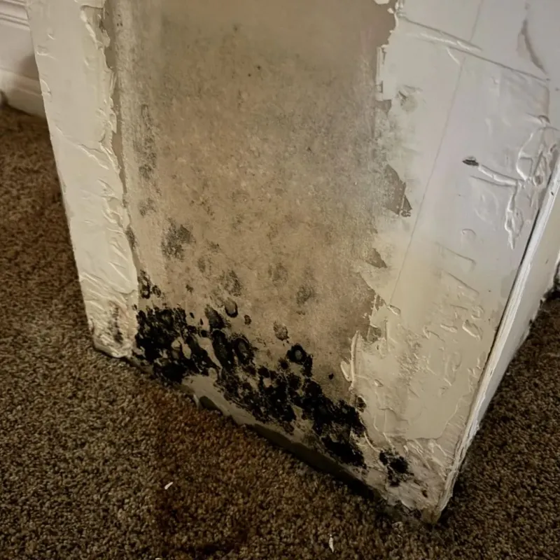 Professional Mold Removal in Linn County, IA